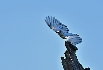 Leucistic acorn woodpecker aka white woodpecker