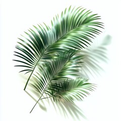 Obraz premium Green Palm Fronds Cast Shadows on White Background