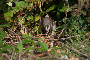 rat