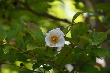 夏椿