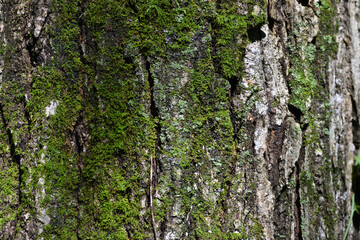 苔の生えた樹皮