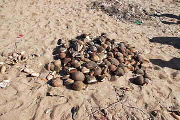 Shells in the sea port of the small village not far Dakar, Senegal