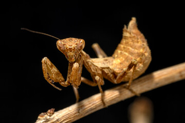 A small wingless praying mantis, about 25mm (one inch) long