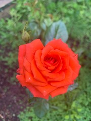 Red orange rose 