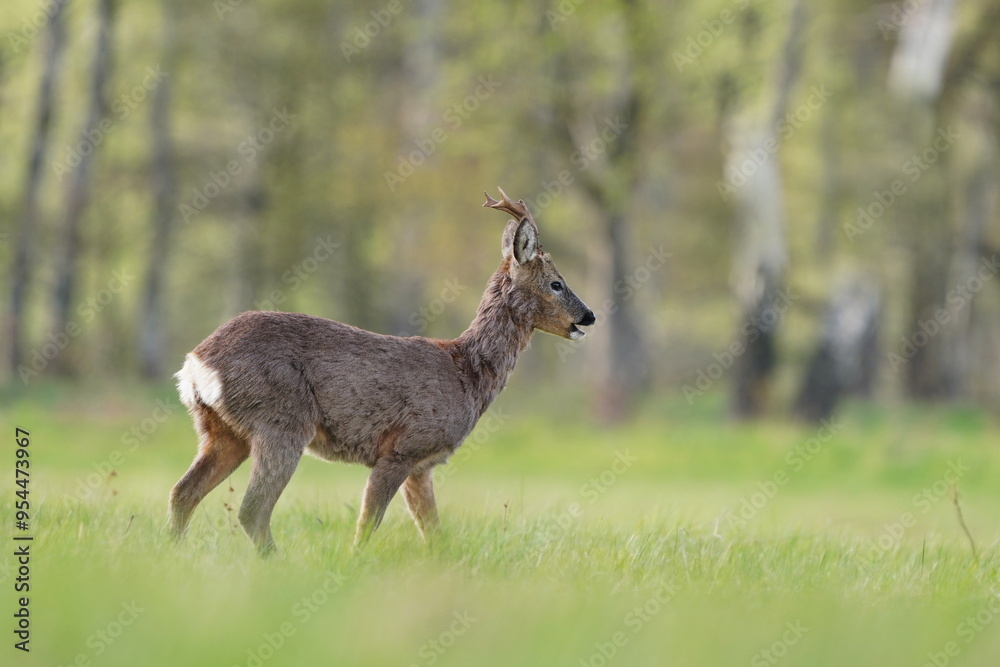 Poster A roubuck grazes on the meadow. Wildlife scene with a roe deer. Capreolus capreolus