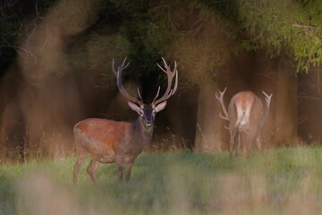A majestig stag stands on the meadow near a forest.  Two majestic european red deer graze on the meadow. Cervus elaphus