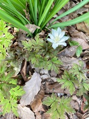 自然の花