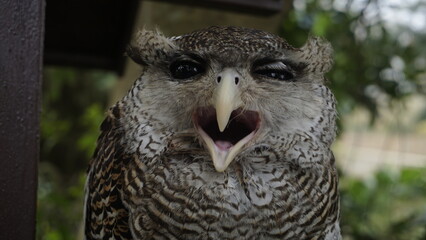 The fierce face of an owl while screaming seen from the front during the day
