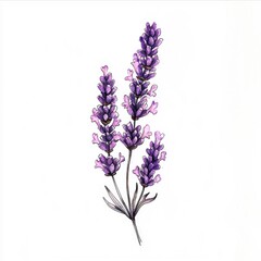 Obraz premium Watercolor Illustration of Lavender Flowers