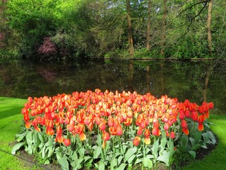 Tulipes