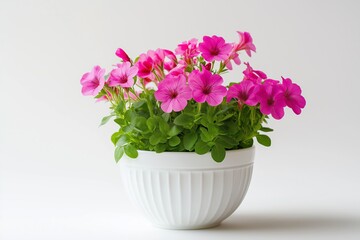 Fototapeta premium Pink petunias in a white pot, bright and cheerful blooms, ideal for edible decoration and enhancing interior decor, isolated on a light background, selective focus, copy space