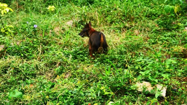 Dark brown dog pooping on dirt land with green grass, Character and gesture while pet poop or defecate, Feces is pushed out of the body