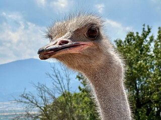 Portrait of a goose, ostrich and duck against a cloudy sky