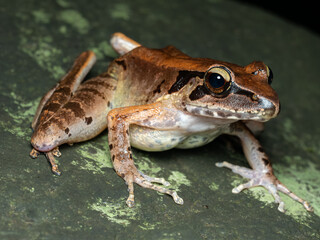Javan torrent frog on the rock also known as Wijayarana masonii Boulenger