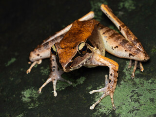 Javan torrent frog on the rock also known as Wijayarana masonii Boulenger