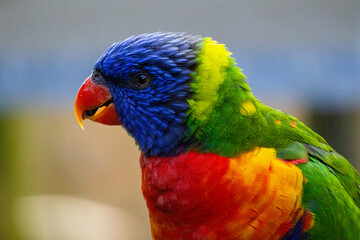 Rainbow Lorikeet