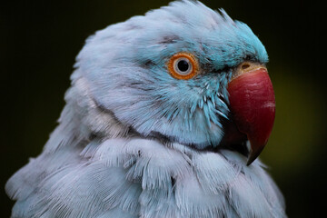 Blue Ringneck Parrot