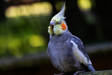 Yawning cockatiel