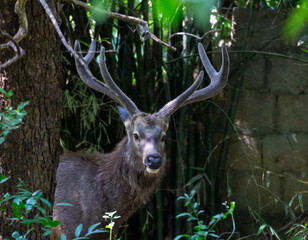 A close up photo of a Sambar deer.