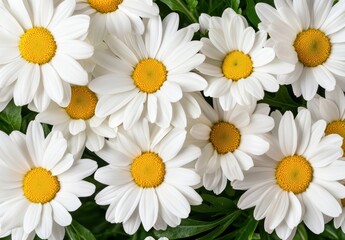 Fototapeta premium Beautiful white daisy flowers in bloom
