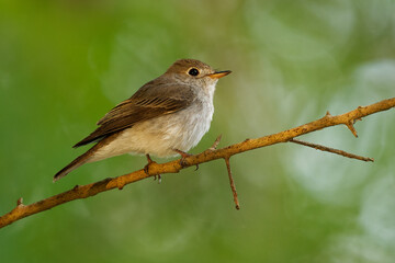 Asian brown flycatcher Muscicapa dauurica small insectivorous passerine bird in Muscicapidae, breeds in Japan, Siberia and Himalayas, winters in tropical Asia from India, Sri Lanka to Indonesia.