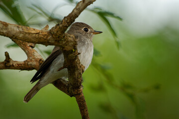 Asian brown flycatcher Muscicapa dauurica small insectivorous passerine bird in Muscicapidae, breeds in Japan, Siberia and Himalayas, winters in tropical Asia from India, Sri Lanka to Indonesia.