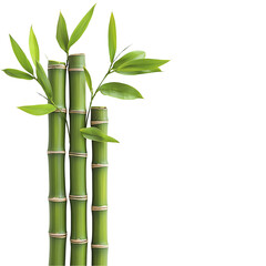 Obraz premium Green bamboo stalks and leaves.