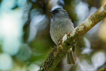 Fototapeta premium Dull-blue flycatcher Eumyias sordidus small passerine bird in flycatcher family Muscicapidae, endemic resident breeder in the hills of central Sri Lanka, grey and blue bird with insect in green