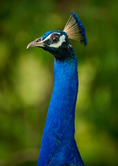 Fototapeta premium Indian Peafowl (Peacock) Pavo cristatus big asian bird with beautiful colorful tail, wild bird widely opened tail with hundreds of eyes and crown on the head, details of the tail and the head