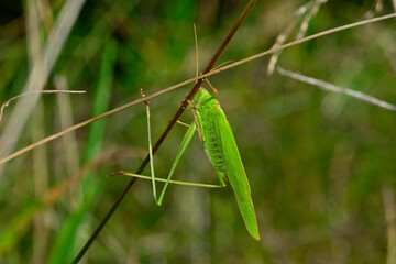 Sickle-bearing bush-cricket - female // Gemeine Sichelschrecke - Weibchen  (Phaneroptera falcata)