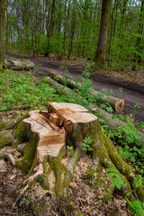A tree stump covered in moss in a forest in Germany