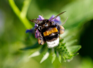 Bee on a blue flower in nature. Macro