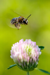 A bee flies near a blue flower in nature. Macro