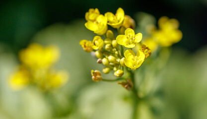 Close-up of small yellow flowers in nature. Macro