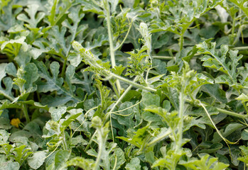 Watermelon plants in nature in early summer