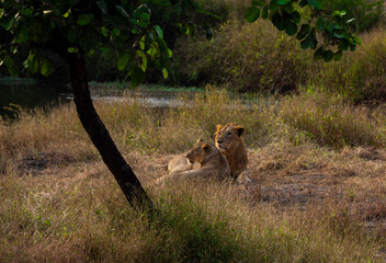 A lion and lioness spotted resting in a jungle.