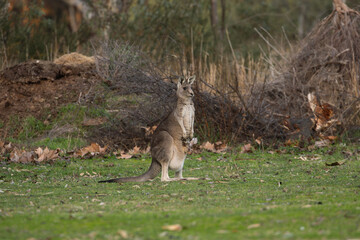 A female Eastern grey kangaroo (Macropus giganteus) with Joey. Looking into the camera. Late afternoon. Victoria.