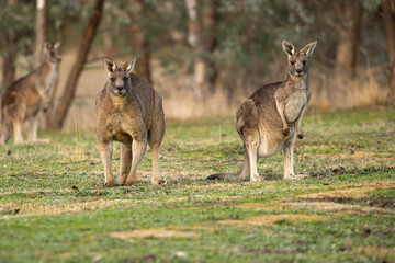 A female & male Eastern grey kangaroo (Macropus giganteus). Looking into the camera. Late afternoon. Victoria.