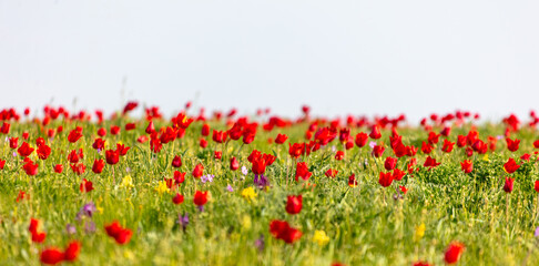 Field with red tulips in the steppe in spring as a background.