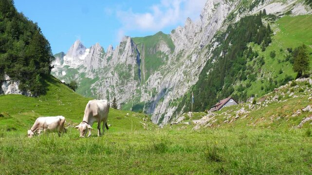 Shot of cows grazing on the lush green alpine pasture of Bollenwees in the Swiss canton of Appenzell Innerrhoden. The mountain inn Bollenwees is visible in the background.