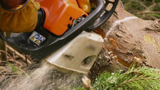 Forest Worker with Protective Gloves and Equipment Cuts Large Tree Log with Chainsaw with Sawdust Wood Chips Flying Out in Slow Motion 4K