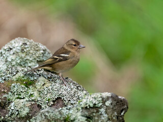 Female Azores Chaffinch