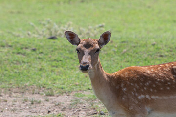 Young fallow deer doe standing on grassland looking forward