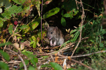 rat