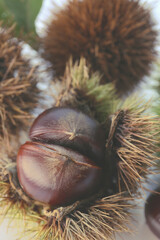 raw japanese chestnut with shell and leaf isolated  on a white background