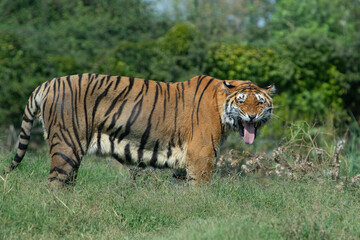 Bengal tiger walking in grass and yawning