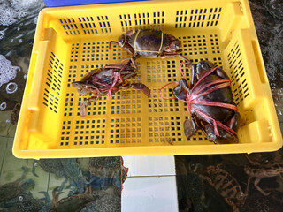 Three Orange mud crab ( Scylla olivacea ) tied to red rope in a yellow plastic basket, Seafood in the market for cooking