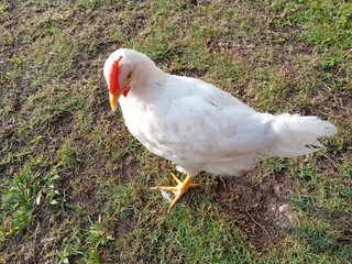 White layer or  laying hen hen on the green grass in the yard. Farm animals. photo taken in malaysia