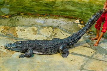 Male crocodile tamer holds the reptile by the tail
