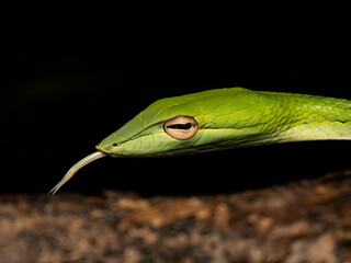 Bogor - west java, 22 august, 2024; Ahaetulla prasina is an arboreal, moderately venomous species of opisthoglyphous vine snake 